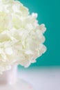 White hydrangea flowers