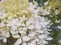 White hydrangea flowers close up. Stylization of a pencil drawing on a relief surface. Royalty Free Stock Photo