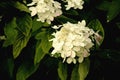 White hydrangea flowers on dark green leafy background in early evening sunset sepia tone Royalty Free Stock Photo