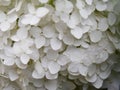 White hydrangea flowers in a flowerbed in the garden Royalty Free Stock Photo