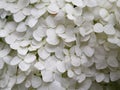 White hydrangea flowers in a flowerbed in the garden Royalty Free Stock Photo