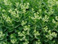 White hydrangea flowers in a flowerbed in the garden Royalty Free Stock Photo