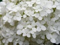 White hydrangea flowers in a flowerbed in the garden Royalty Free Stock Photo