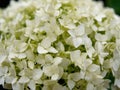 White hydrangea flowers in a flowerbed in the garden Royalty Free Stock Photo