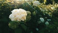 White hydrangea flowers in the garden