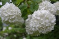 White hydrangea flowers in the garden of the old house Royalty Free Stock Photo