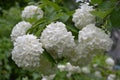 White hydrangea flowers in the garden of the old house Royalty Free Stock Photo