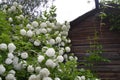 White hydrangea flowers in the garden of the old house Royalty Free Stock Photo