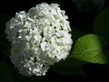 White hydrangea flowers and green sheet with raind