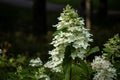 White hydrangea flowers growing up forming a cone on dark background Royalty Free Stock Photo