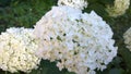 White hydrangea. Flowers of hortensia in a garden. Close-up. Beauty in nature. Hydrangea macrophylla in green blur background. Ins Royalty Free Stock Photo