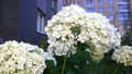 White hydrangea. Flowers of hortensia in garden. Close-up. Beauty in nature. Hydrangea macrophylla in residential building blur ba Royalty Free Stock Photo