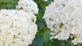 White hydrangea. Flowers of hortensia in ornamental garden. Close-up. Beauty in nature. Hydrangea macrophylla in green blur backgr Royalty Free Stock Photo