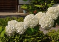 White hydrangea flowers at Japanese garden Royalty Free Stock Photo