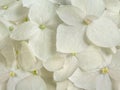 White hydrangea flowers romantic floral background