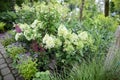 White hydrangea flowers in cuttings at the garden store. Flowering plant. Royalty Free Stock Photo