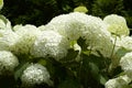 White hydrangea in garden