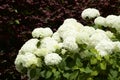 White hydrangea in garden