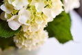 White hydrangea