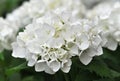 White Hydrangea (Hortensia)