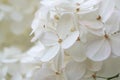 White hydrangea / hortensia. Close-up on a flower showing coloured sepals around the four petals