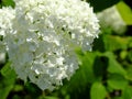 White hydrangea inflorescence, close-up. Beautiful white flowers