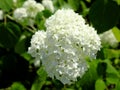 White hydrangea inflorescence, close-up. Beautiful white flowers