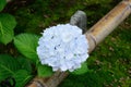 White hydrangea at Japanese garden, Kyoto Japan Royalty Free Stock Photo