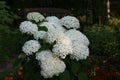 white hydrangea large flowers