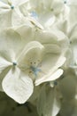 White Hydrangea macro