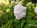 The white hydrangea paniculata flower Royalty Free Stock Photo