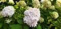 The white hydrangea paniculata flower grows against the background of green hydrangea paniculata flowers. Royalty Free Stock Photo