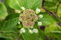 White Hydrangea with Pink Buds on Green Leaves Royalty Free Stock Photo