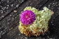 White Hydrangea And Purple Chrysanthemum On The Board With Moss