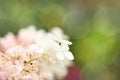 White hydrangea. Side view. High resolution photo. Selective focus Royalty Free Stock Photo