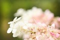 White hydrangea. Side view. High resolution photo. Selective focus Royalty Free Stock Photo