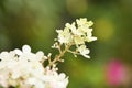 White hydrangea. Side view. High resolution photo. Selective focus Royalty Free Stock Photo