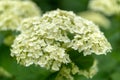 White hydrangea in soft focus and with rain drops close up Royalty Free Stock Photo