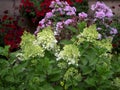 White hydrangeas up close, purple phlox and red petunias in the background. Flowerbed with flowers.