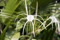 White hymenocallis littoralis flower on the tree. Beach spider lily Flower in white color. Royalty Free Stock Photo