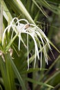 White hymenocallis littoralis flower on the tree. Beach spider lily Flower in white color. Royalty Free Stock Photo