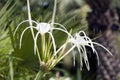 White hymenocallis littoralis flower on the tree. Beach spider lily Flower in white color. Royalty Free Stock Photo