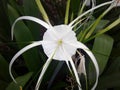 WHITE HYMENOCALLIS SPECIOUS FLOWER WITH GREEN LEAF Royalty Free Stock Photo
