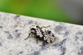 A white Hypercompe scribonia moth with black Royalty Free Stock Photo