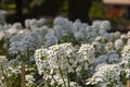 white iberis amara flower