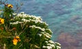 White Iberis flowers