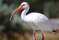 White Ibis