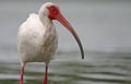 White ibis