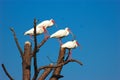 White Ibis