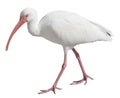 White Ibis Royalty Free Stock Photo